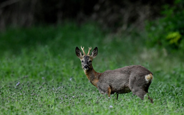 Reh Naturfotografie.Tiere in freier Wildbahn. Deutschland. 2025